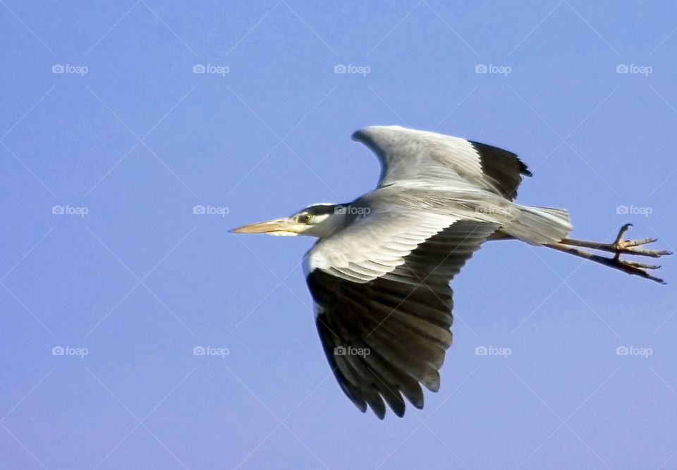 Grey Heron