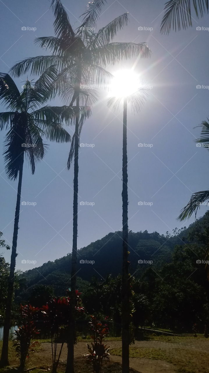 NATURE, LANDSCAPE, PLANTS, TREES.