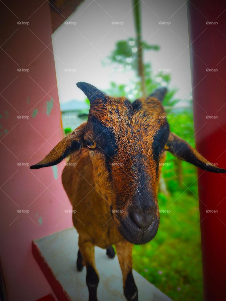 I took the picture of this goat. The picture of the goat is very beautiful.  This picture is a picture of our village goat.