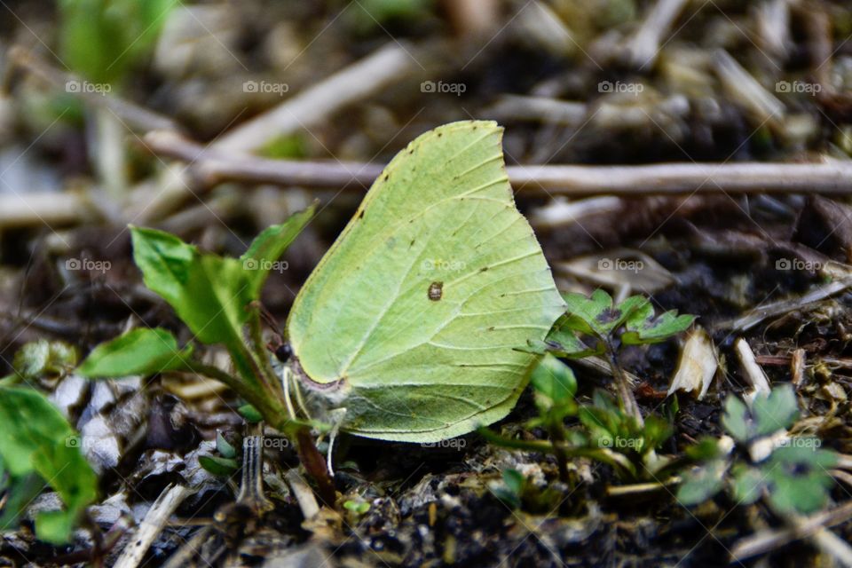 Green Butterfly