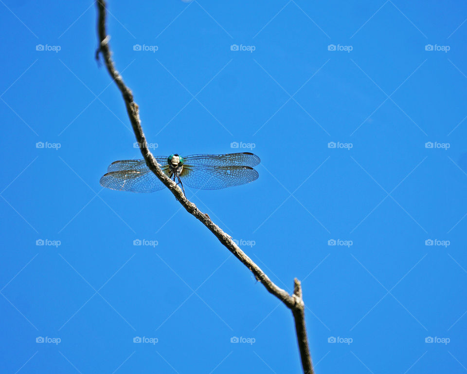 Dragonfly