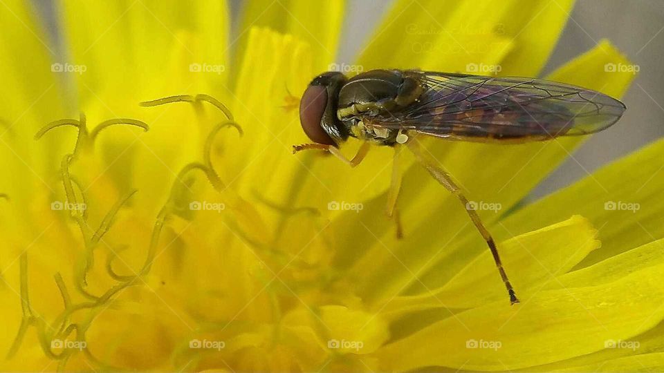Hover Fly Working