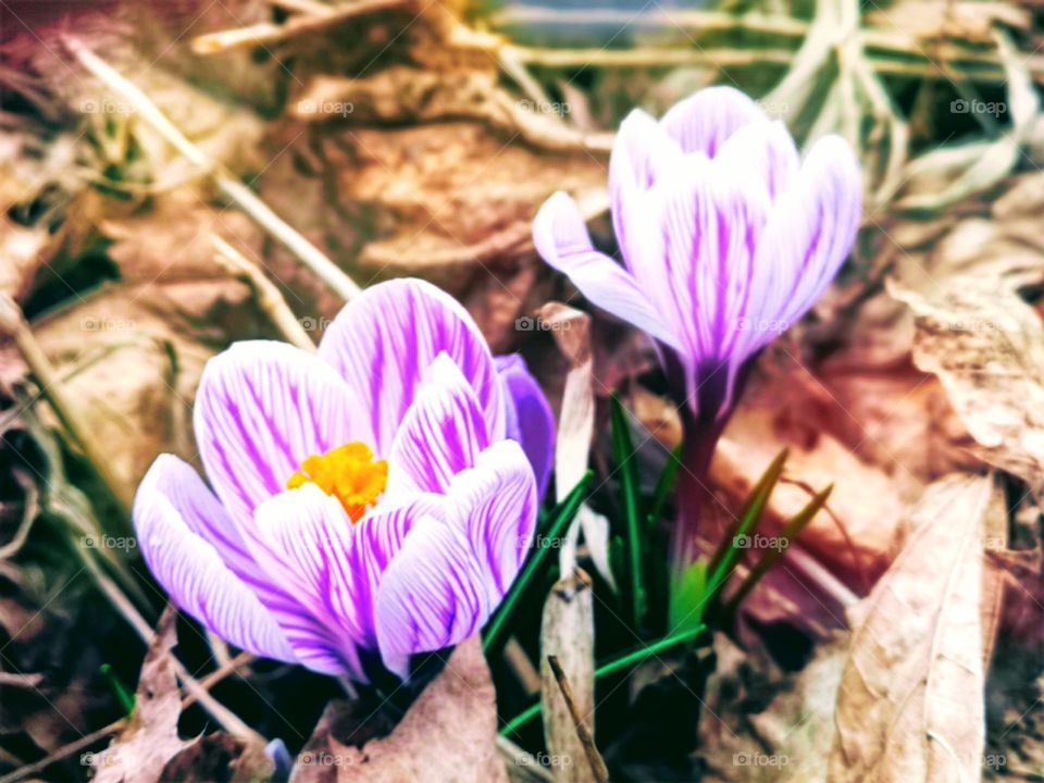 purple spring crocus