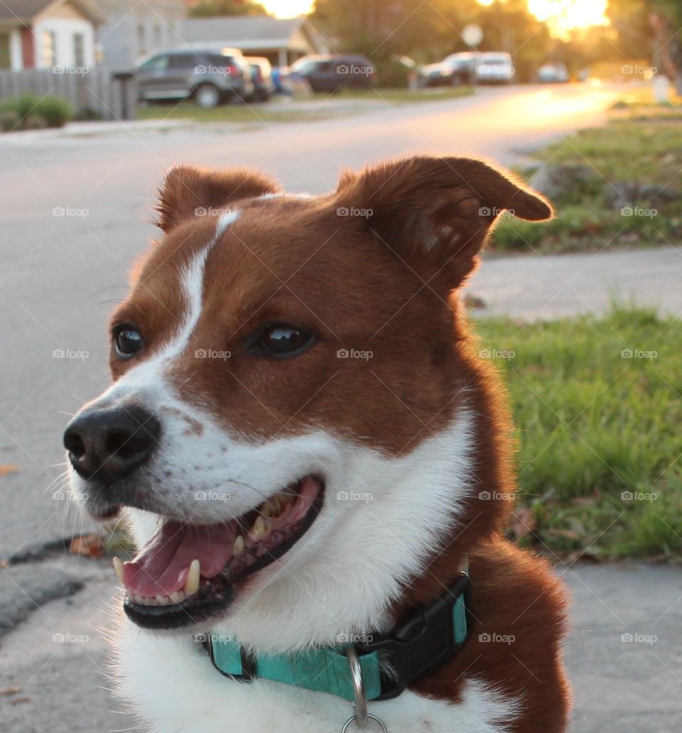 happy dog outside