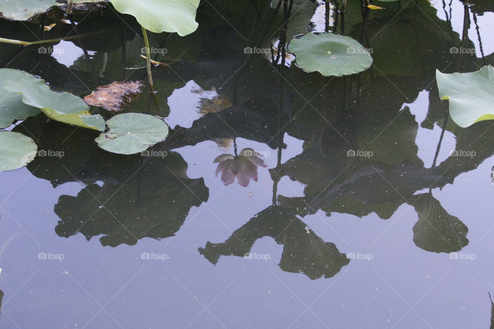 underneath reflection of Nature's lotus flower. Northern California