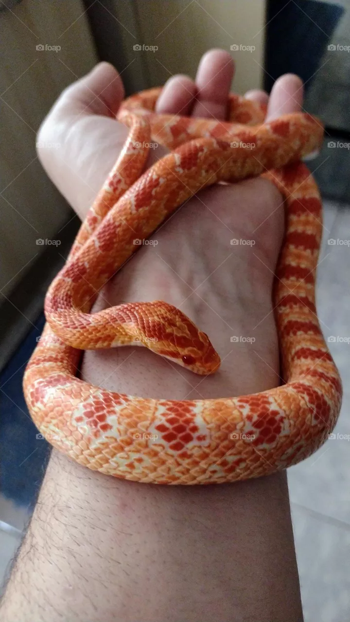 snake
