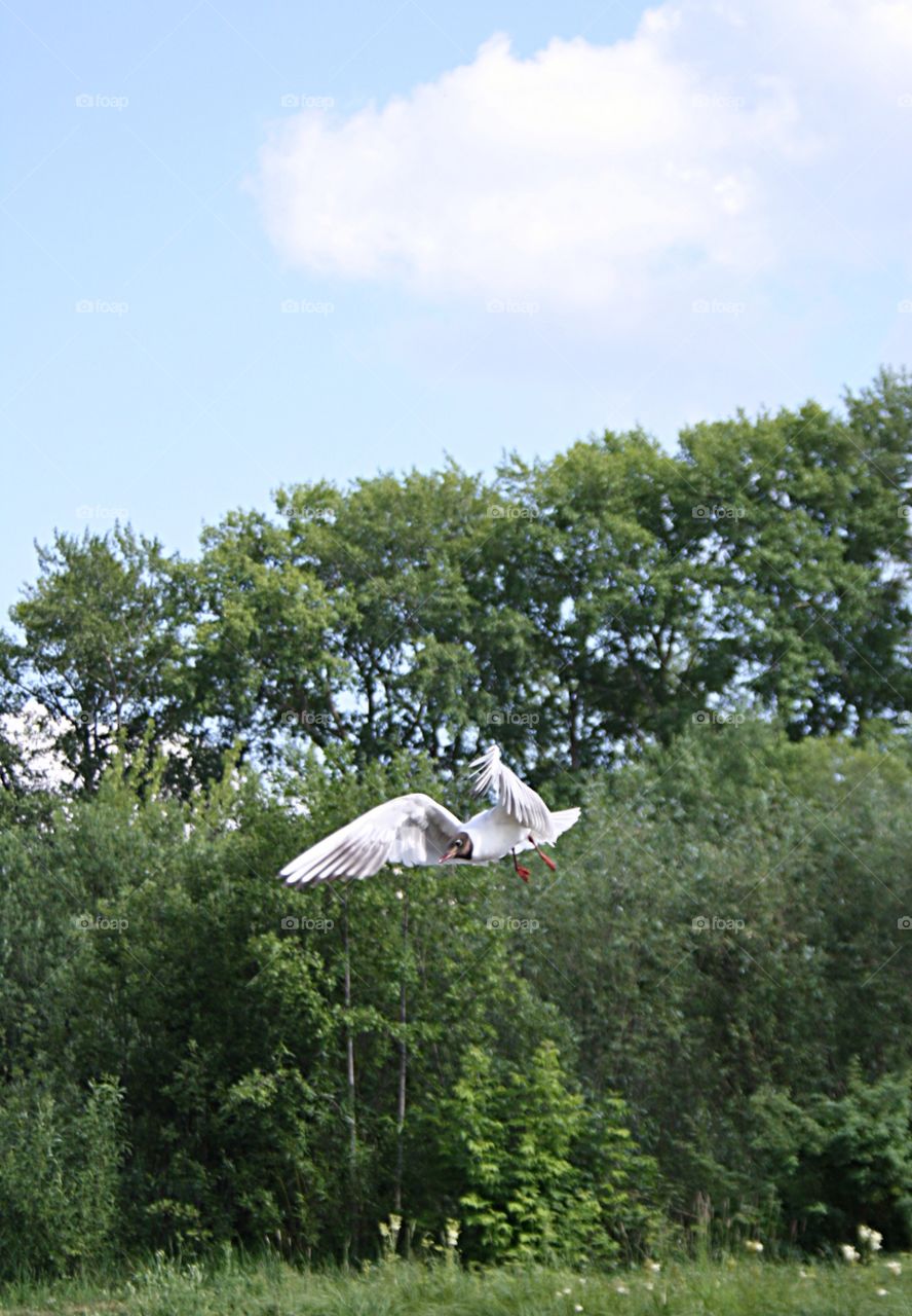 Black-headed gull