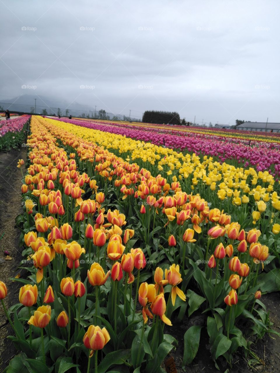 sweety tulips yellow