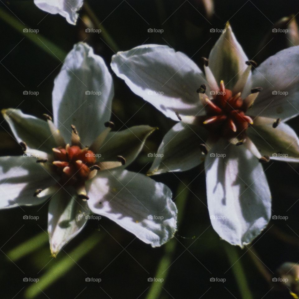 Swamp  plant. Sagittaria.