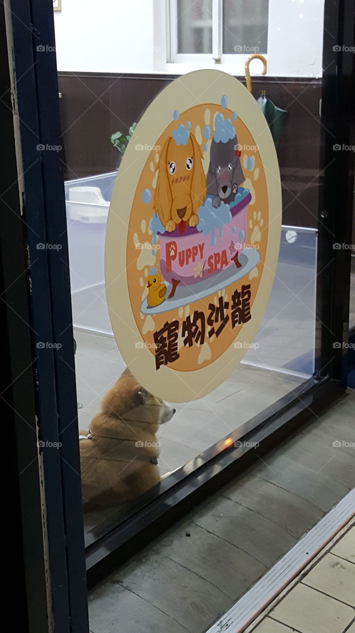Doggie Day Care Taiwan style