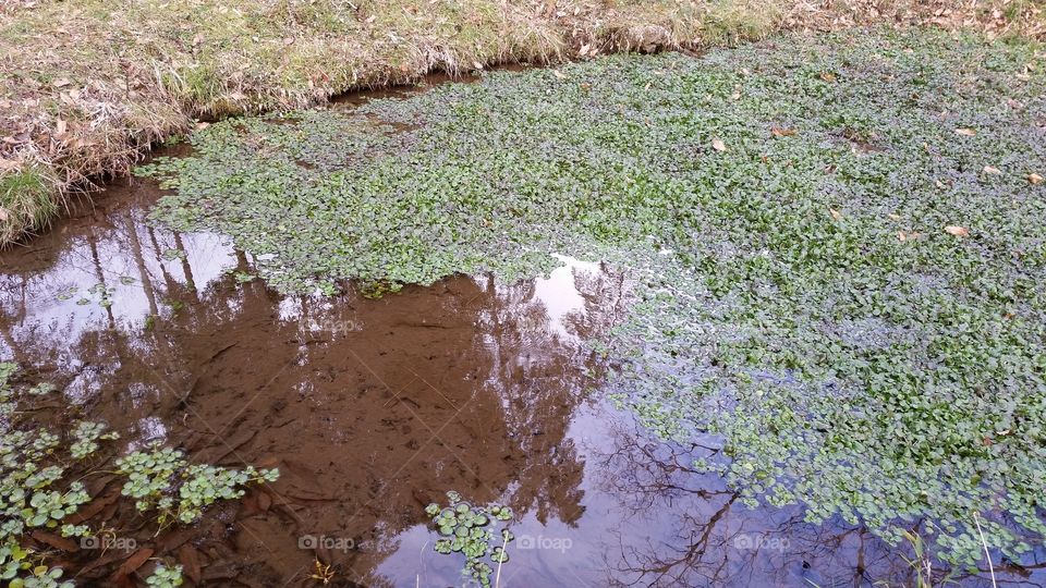 A pond and duckweed