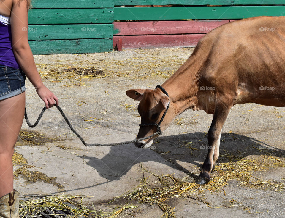 Leading a heifer at the county fair