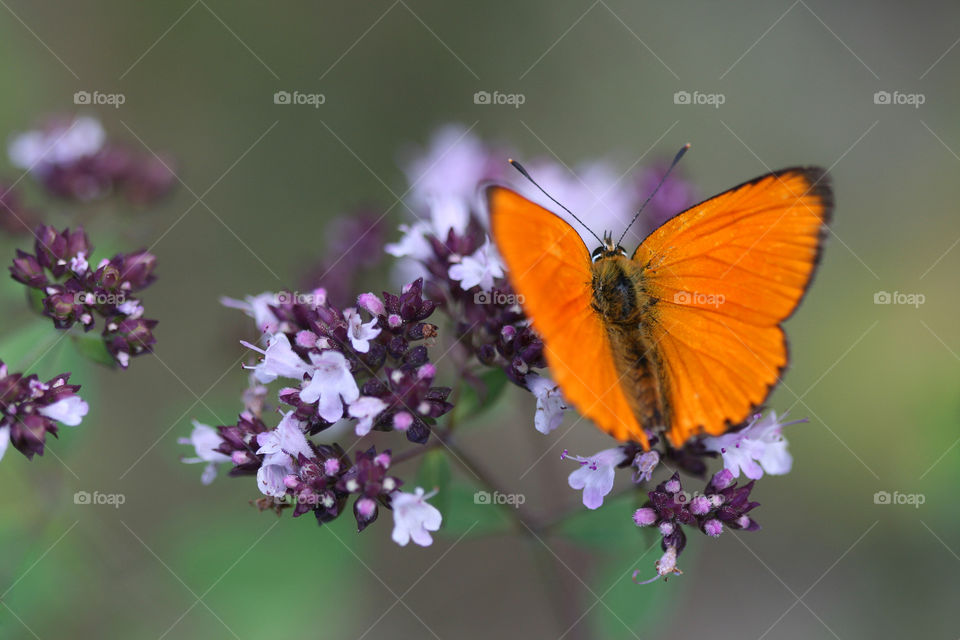 Bright orange butterfly portrait