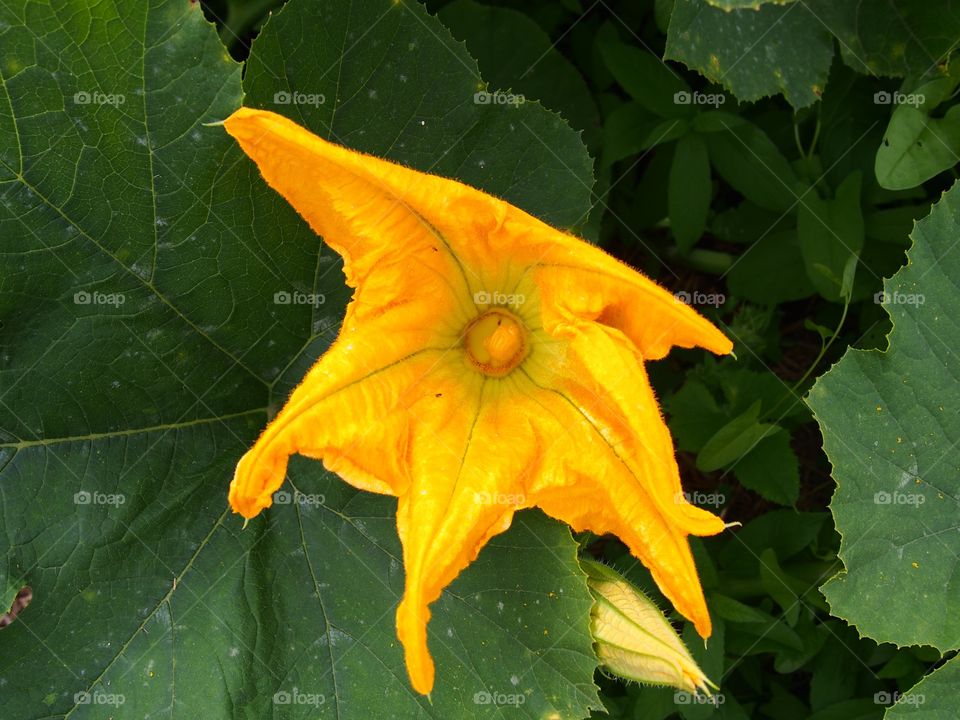 Pumpkin flower