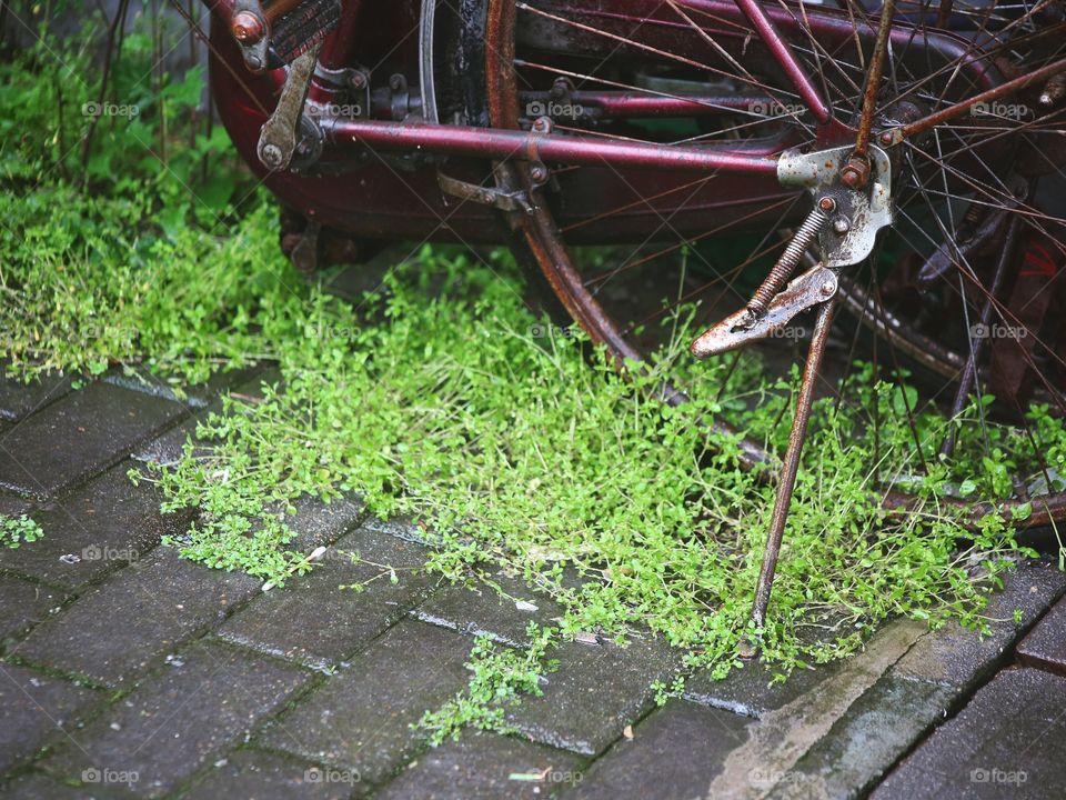 A bike parked on an overgrown sidewalk in Shanghai, China.
