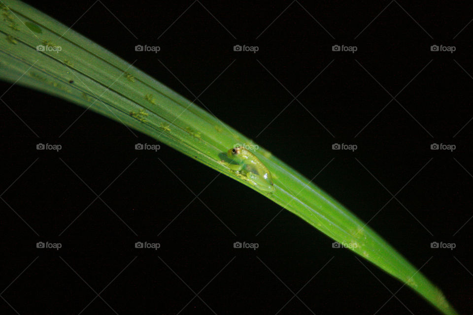 smaller frog. Costa Rica
