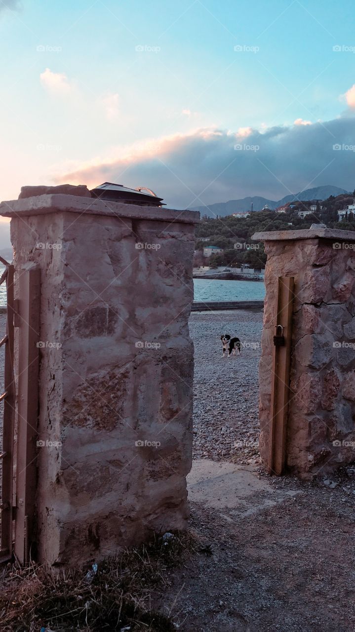 Dog at the seashore 