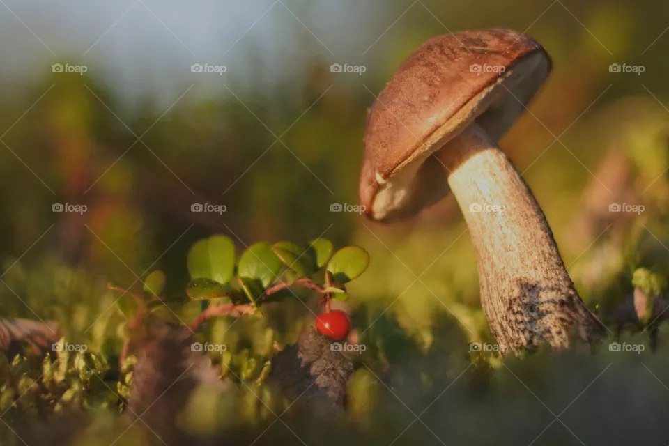 mushroom
