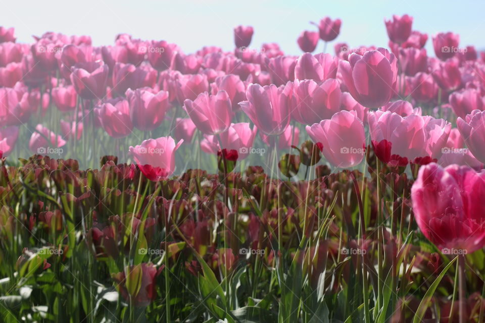 Army of Tulips