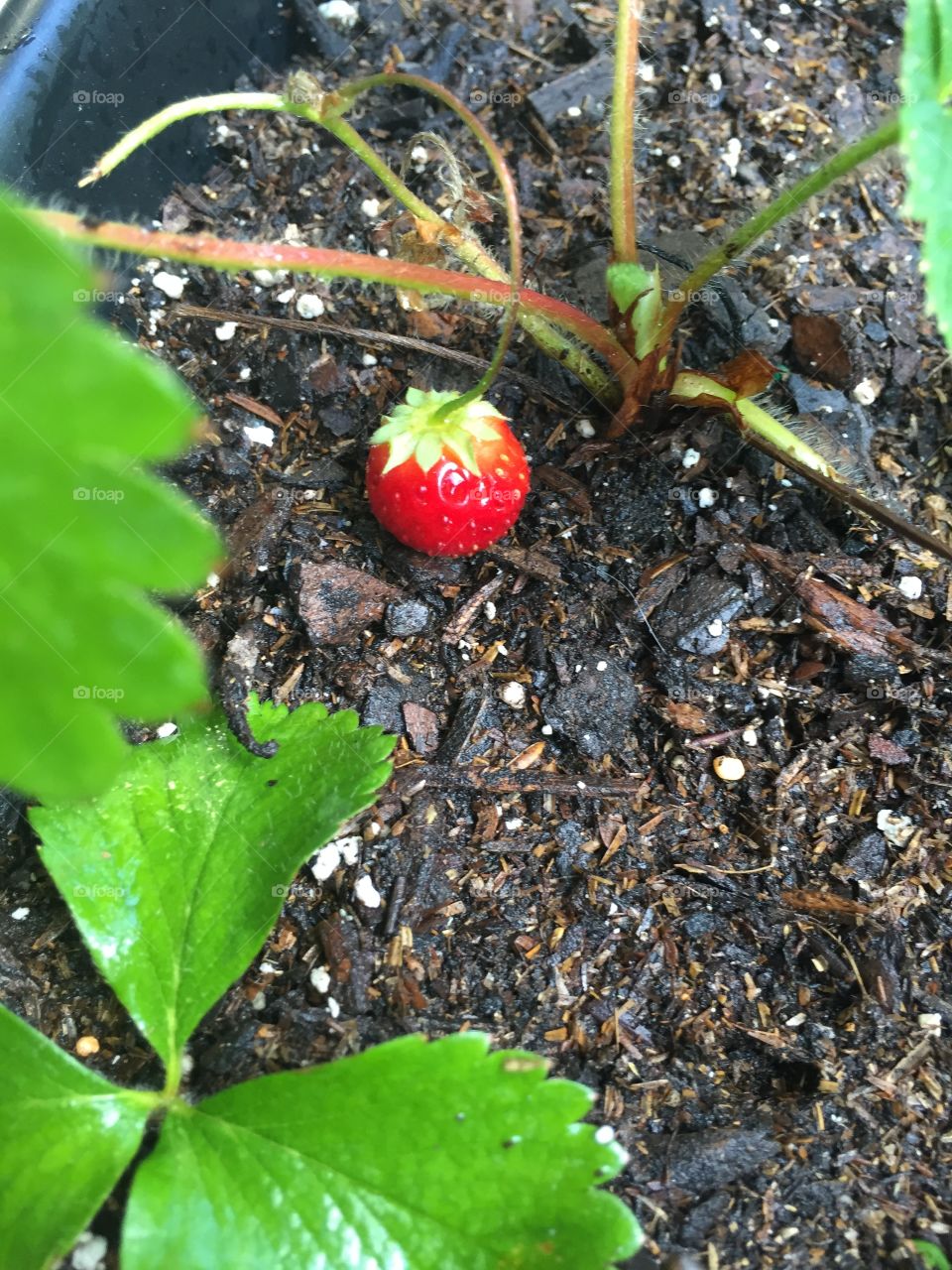 Strawberry from our garden 