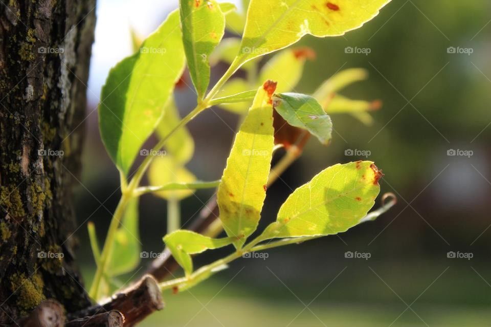 Sunny Leaves
