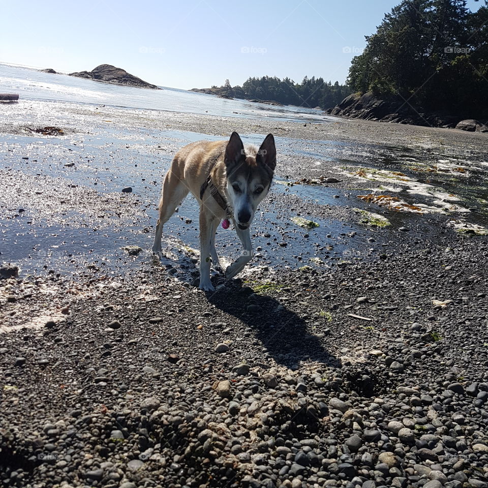 beach dog