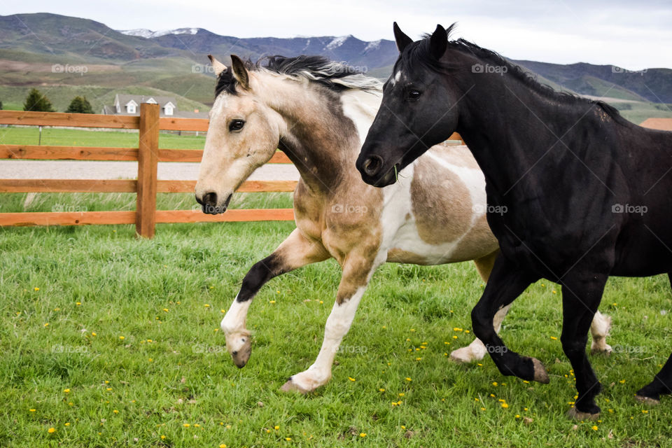 Horses running on grassy field