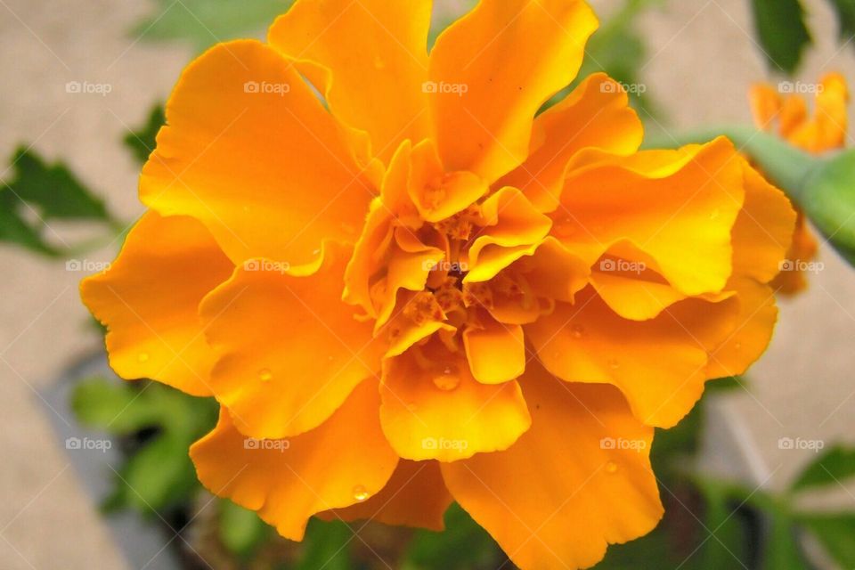 Marigold with rain drops
