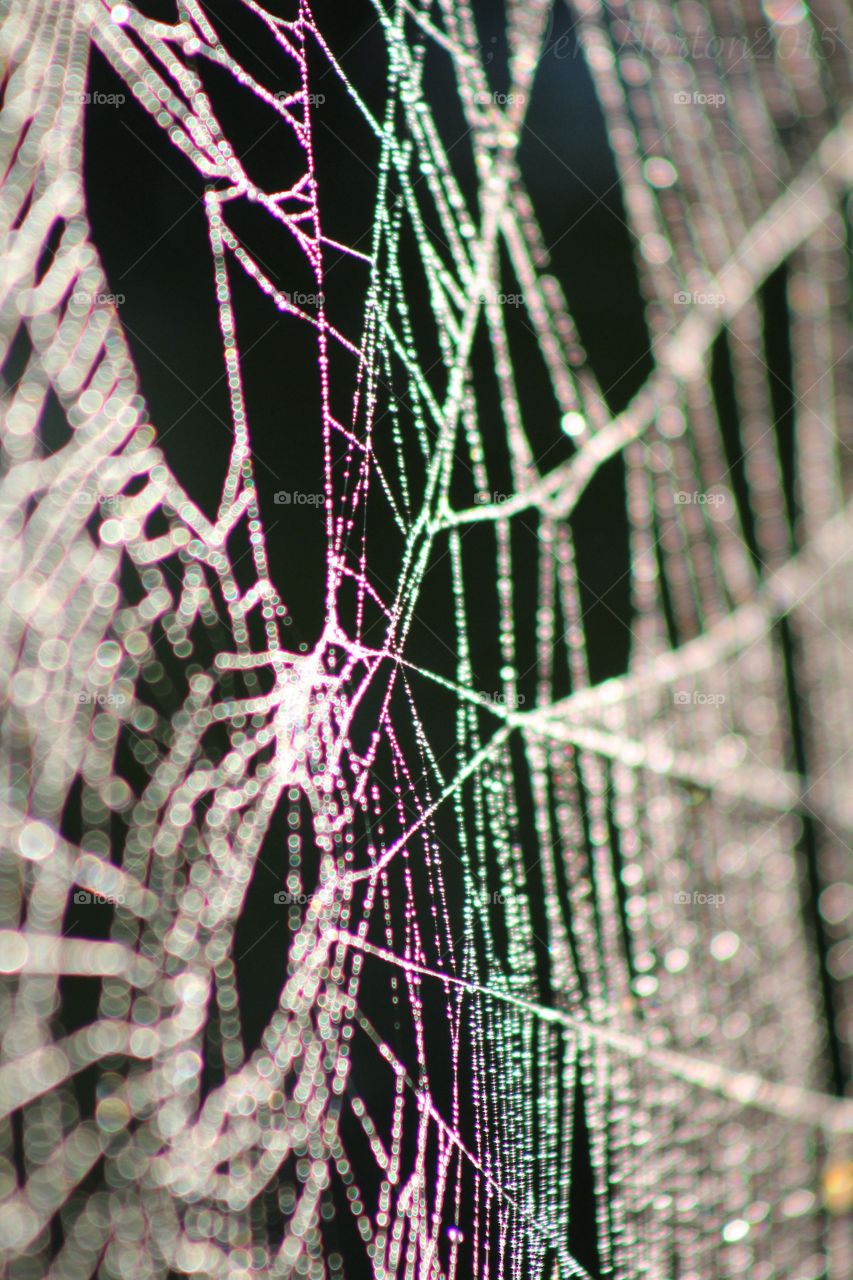 Orb web. Orb weaver spiderweb. Web is taken down, by spider every morning. New web is built every night. 