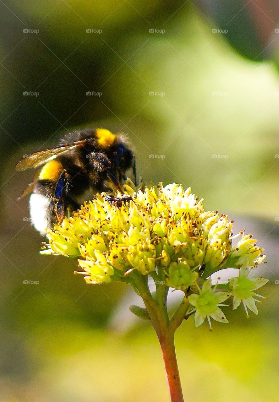 bee