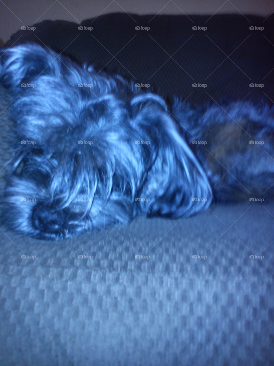 sleepy Tito