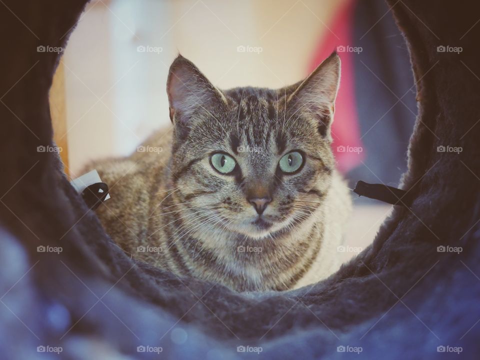 Tabby cat looking through cat tunnel