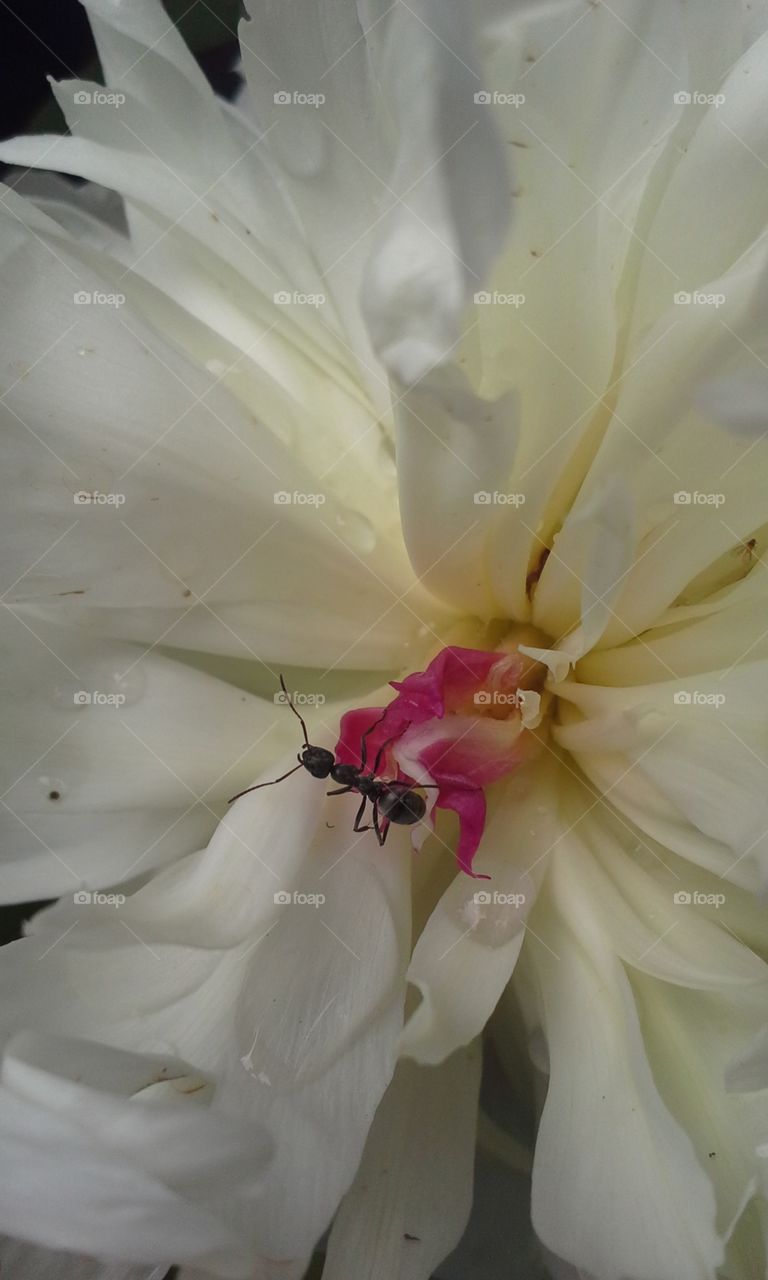 Ant and Peony. up close in the garden