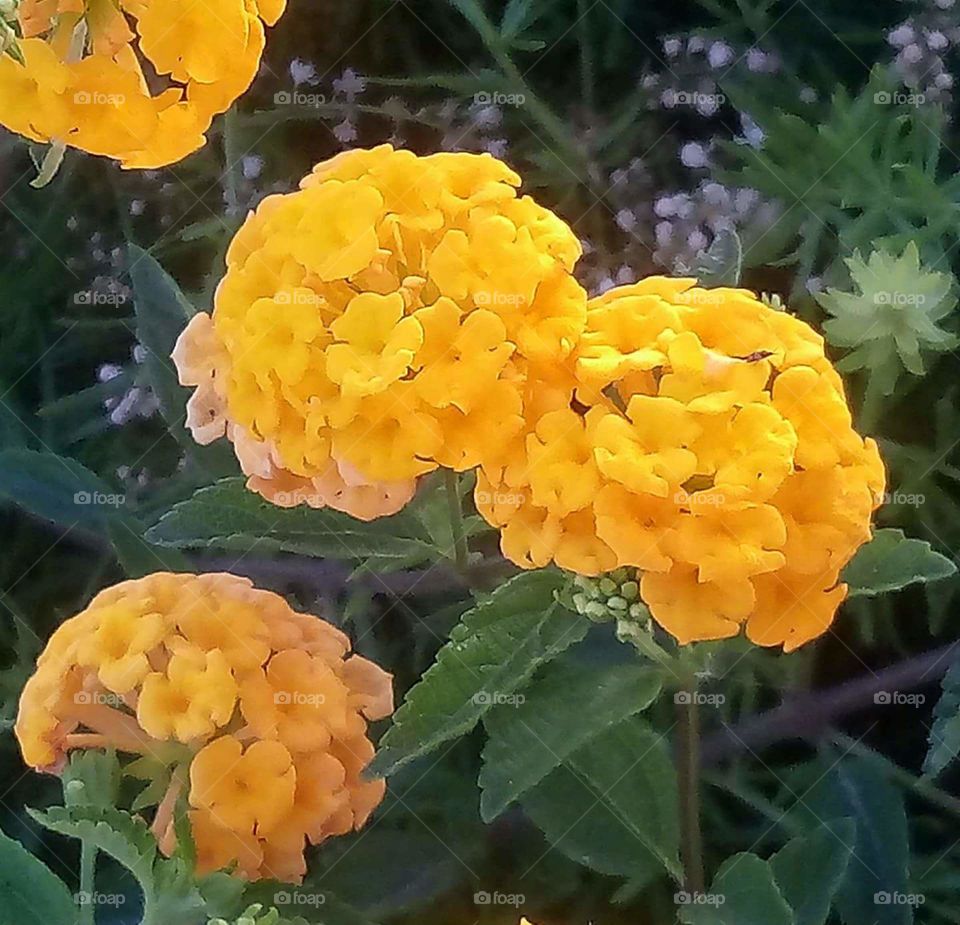 flores amarelas flowers Yellow