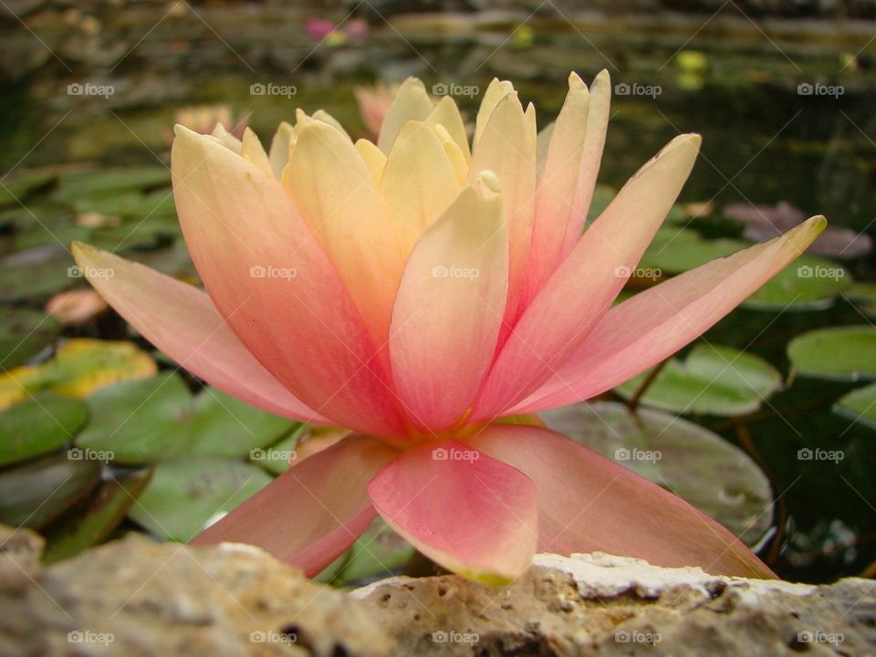 Water Lily