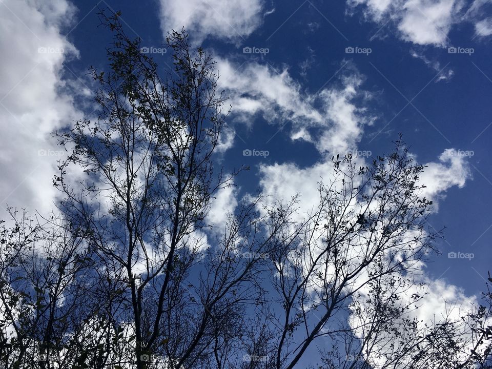 Skyscape and tree branches 