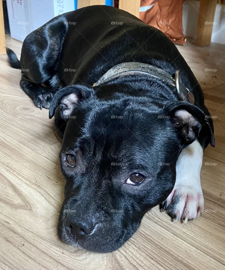 Bella the Staffie 🐶