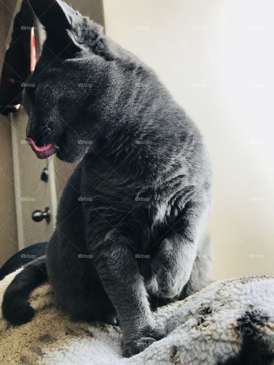 Kitty tongue 