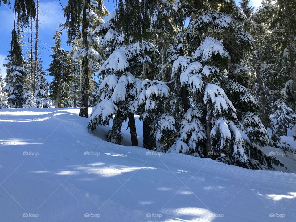 Trees in winter forest