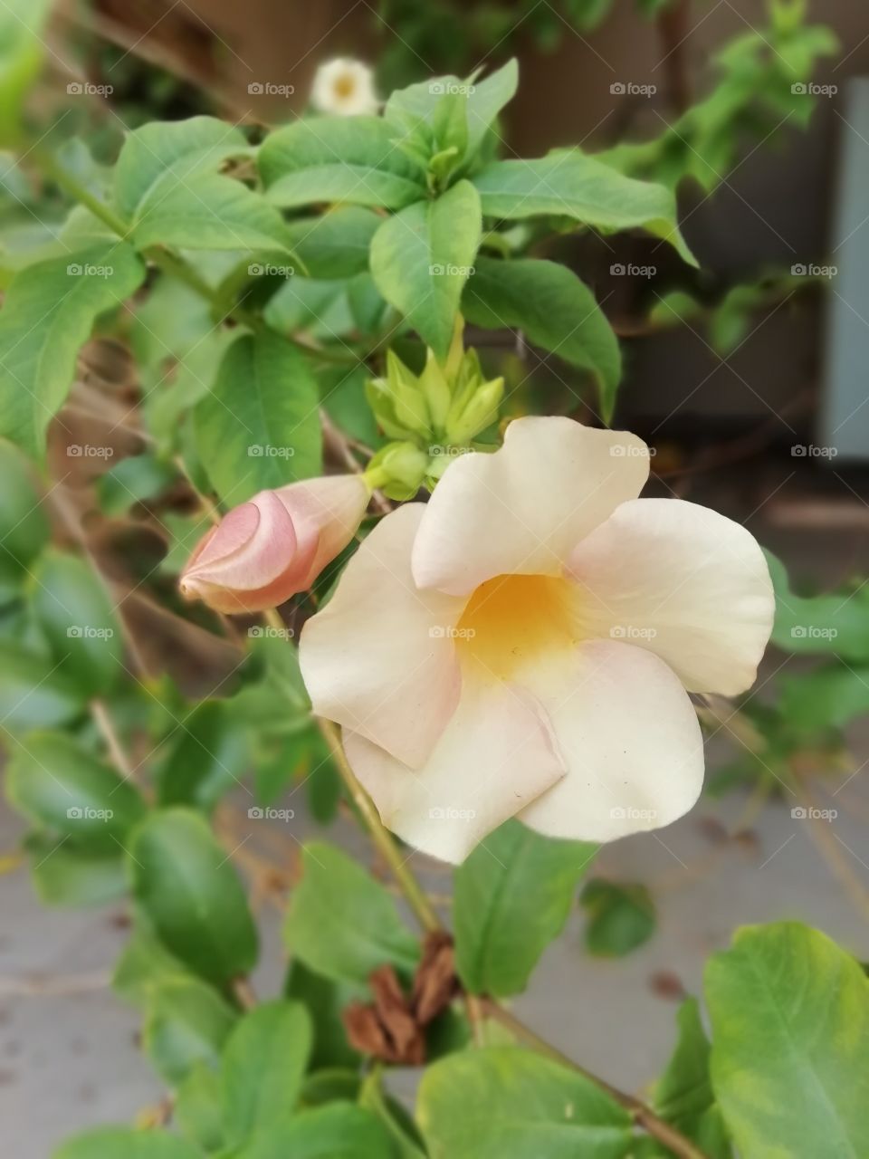 Pale yellow colour flower