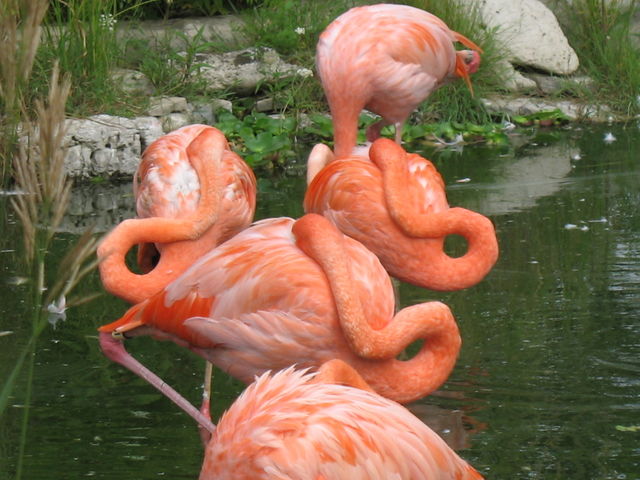 Flamingo