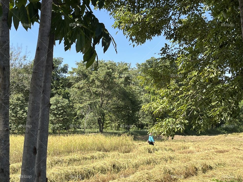 My family grows jasmine rice in Nakhon Sawan province @ Thailand 🇹🇭