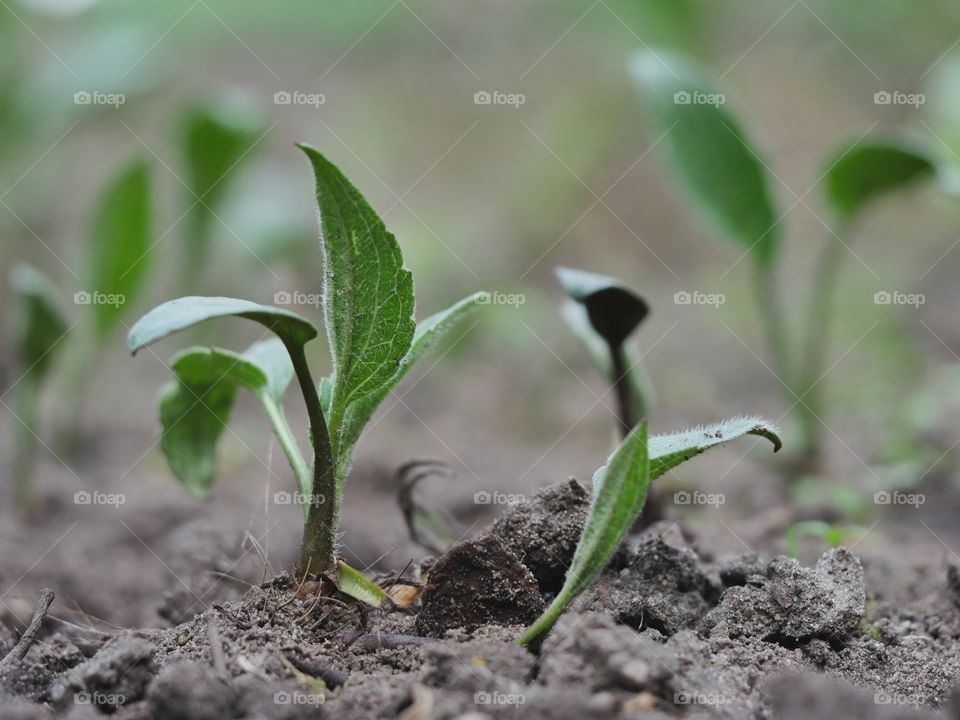 Close up of echinacea seedlings