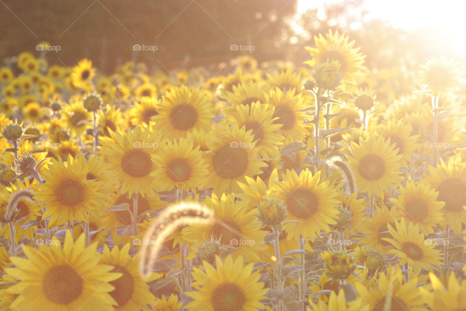 Sunflowers bright sunset