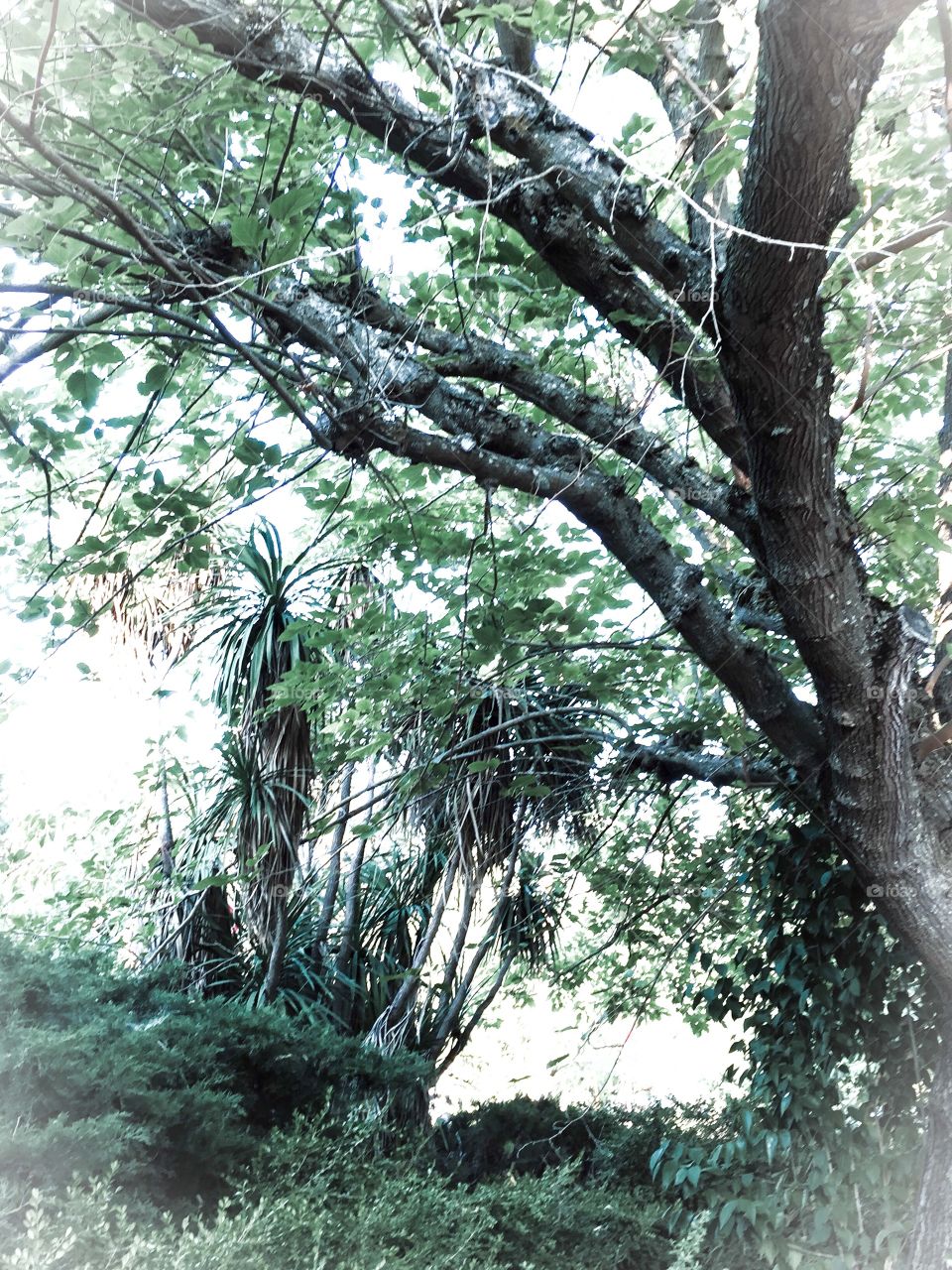 Big old trees in my yard 