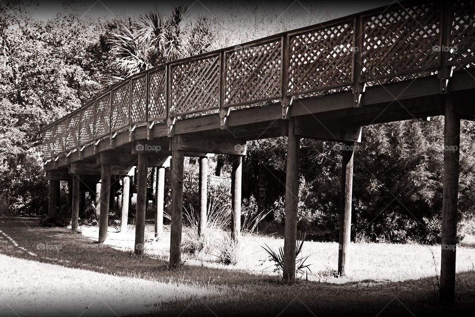 Boardwalk through the woods.. Boardwalk through the woods in black and white.