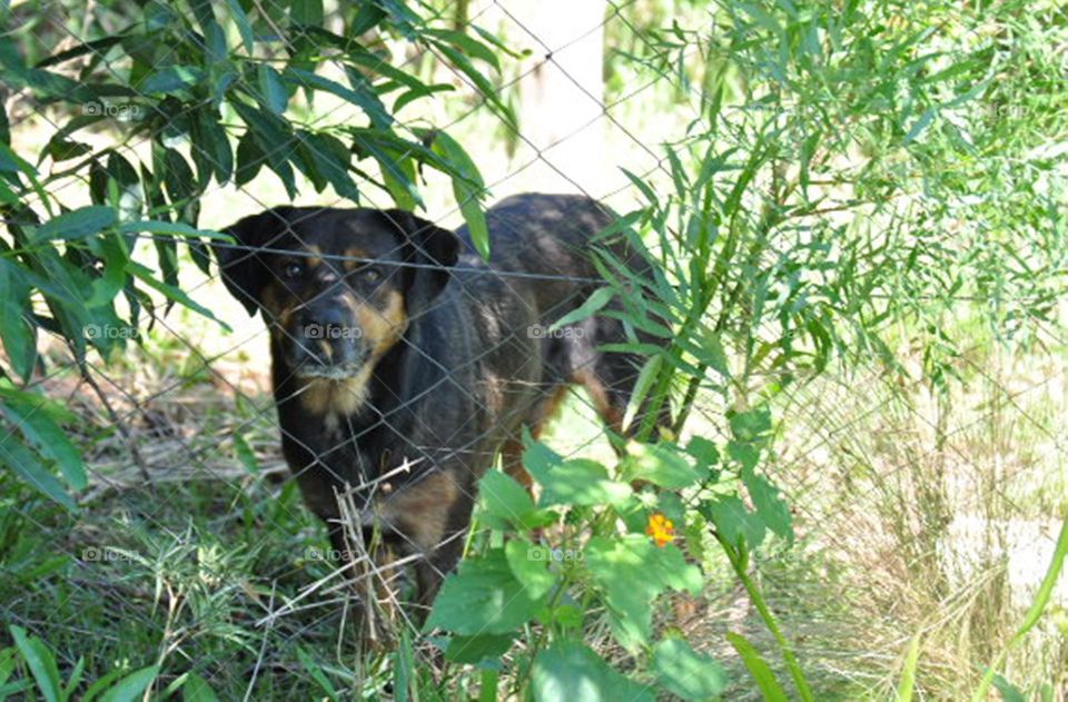 Cão no mato