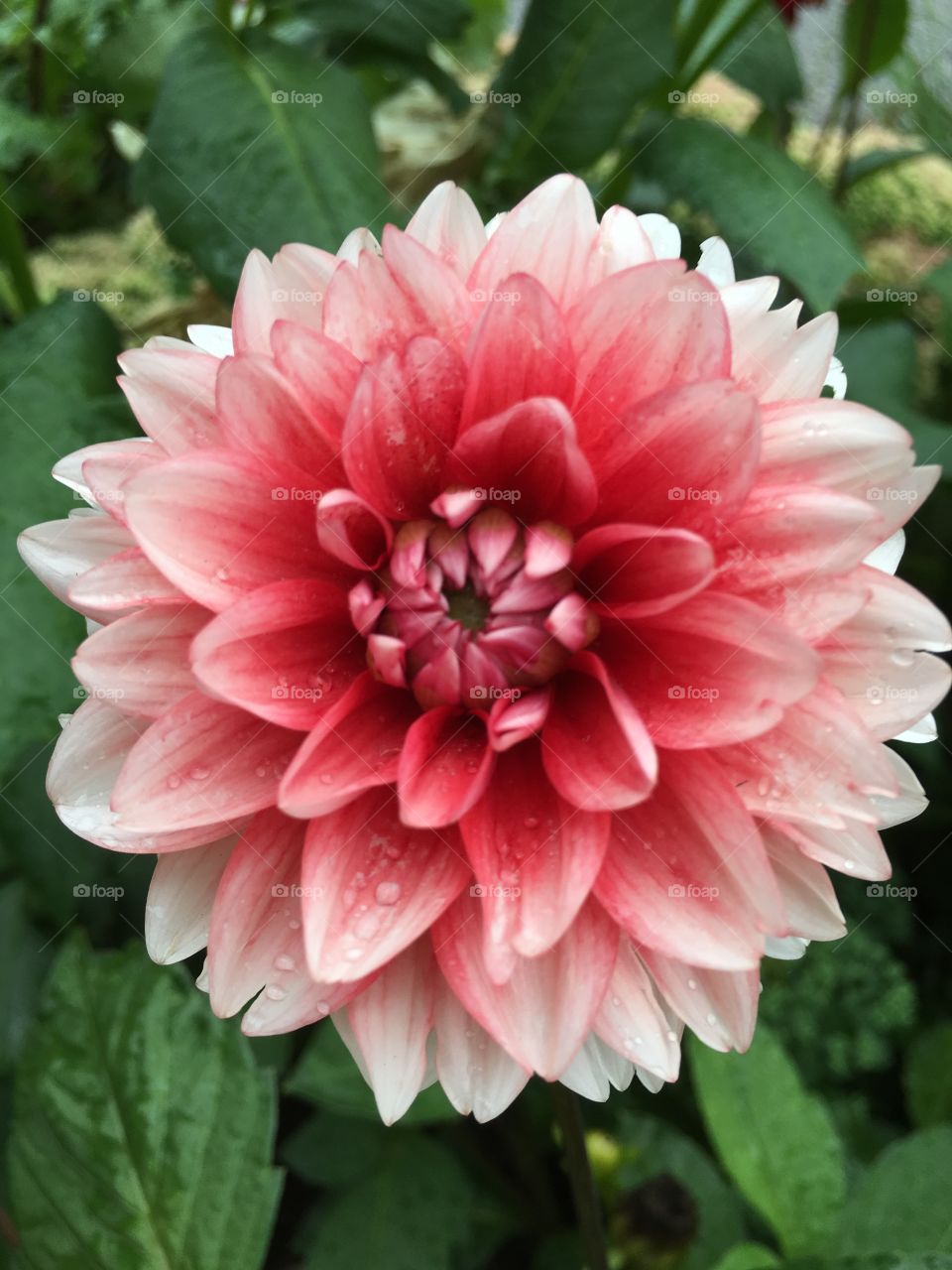 Rose dahlia