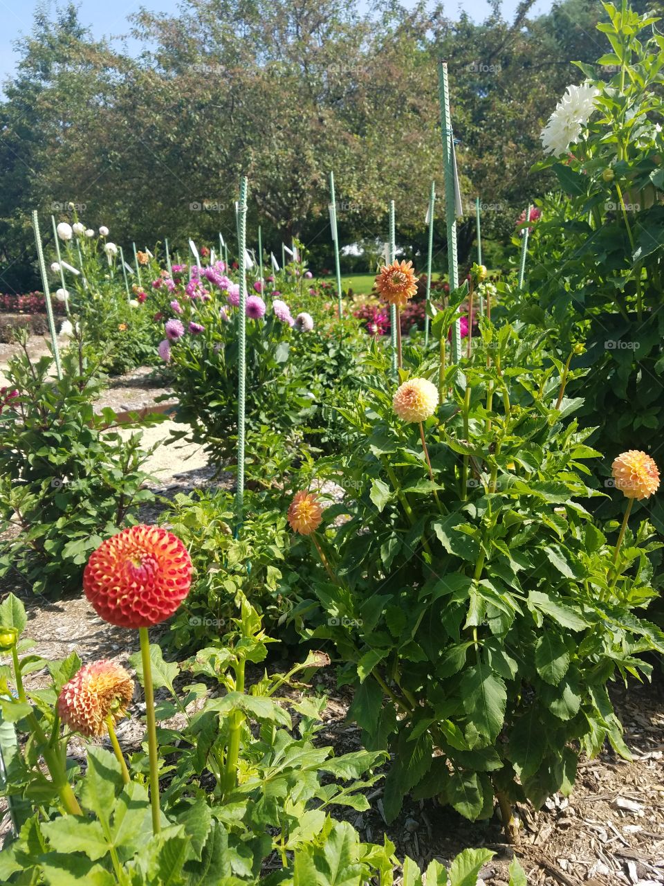 Planting Fields Arboretum State Park, Oyster Bay, NY - August 2017 - Taken on Android Phone - Galaxy S7 - Exploring the Grounds on a Lazy Sunday near the end of Summer