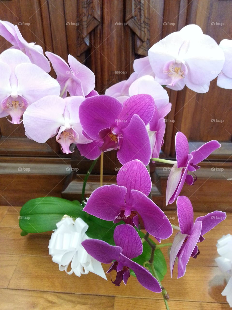 orchids
